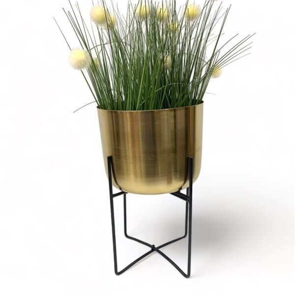 Gold Saksılık - Küçük