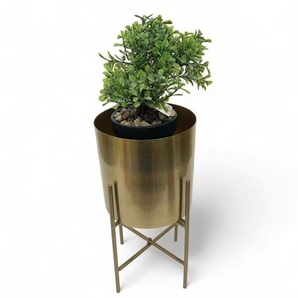 Gold Saksılık - Mini